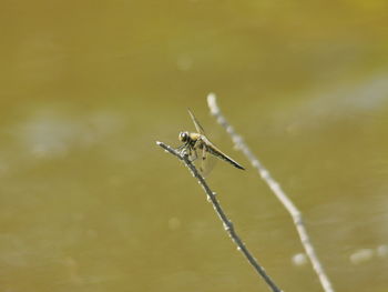 Close-up of damselfly on yellow leaf