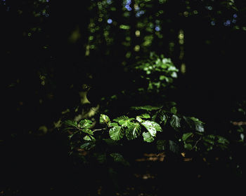 Close-up of fresh green leaves and trees in forest