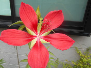 Close-up of pink flowers