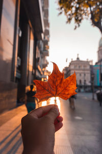 Close-up of hand holding maple leaves during autumn