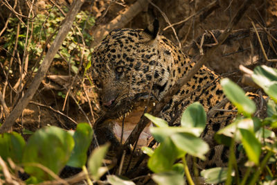 Close-up of jaguar hunting crocodile at forest
