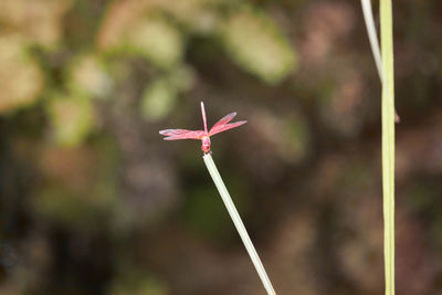 Red dragonfly on plant