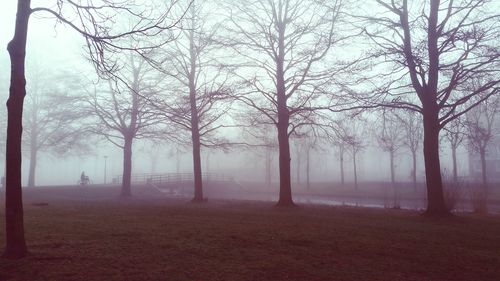 Bare trees in forest during winter