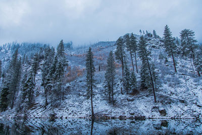 Trees in forest against sky during winter