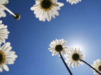 Low angle view of white flowers against clear blue sky