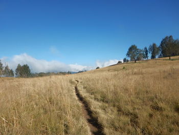 Scenic view of field against blue sky