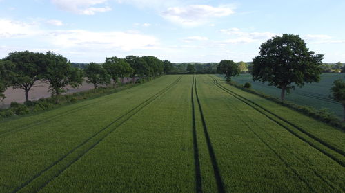 Scenic view of agricultural field against sky