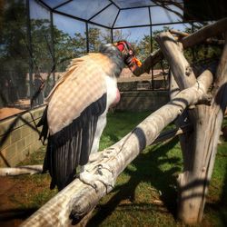 View of an animal in zoo