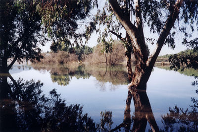 Reflection of trees in lake against sky