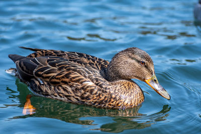 Beautiful female mallard duck swimming alone in the lake, close up