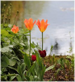 Close-up of red tulip flowers