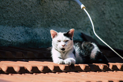 Portrait of cat sitting outdoors