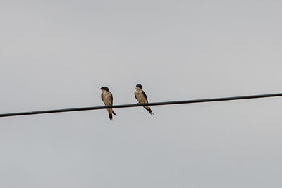 Low angle view of birds perching on cable against clear sky