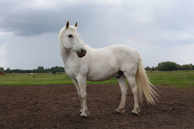 White horse standing on field against cloudy sky