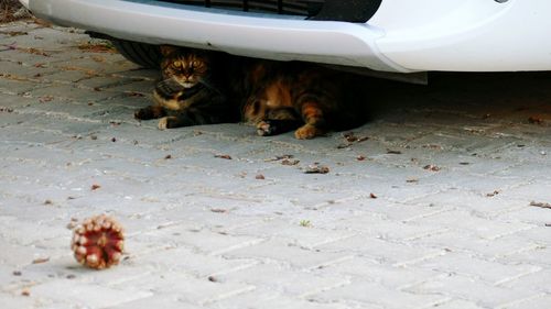 Cat lying down on car