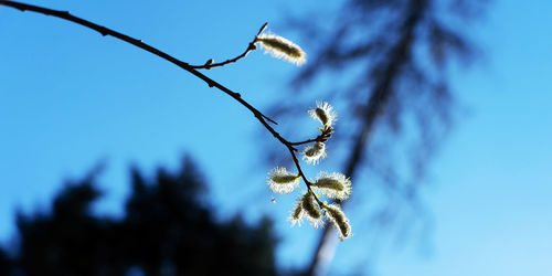 Close-up of dried plant against blue sky