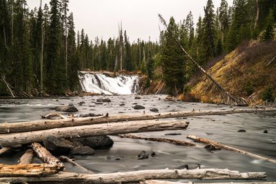 Fallen tree trunks in river at yellowstone national park