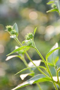 Close-up of fresh green plant