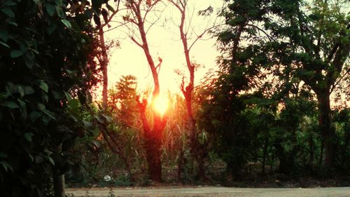 Silhouette trees in forest against sky at sunset