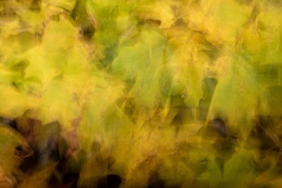 Full frame shot of yellow flowering plants