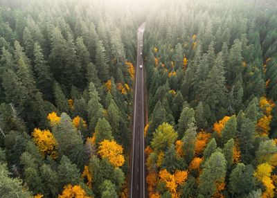 High angle view of road amidst trees during autumn