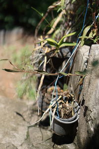 High angle view of potted plants