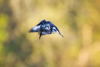 Close-up of bird flying