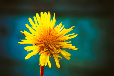 Close-up of yellow flower blooming outdoors