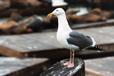 Close-up of bird perching on water