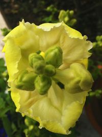 Close-up of yellow flower blooming outdoors