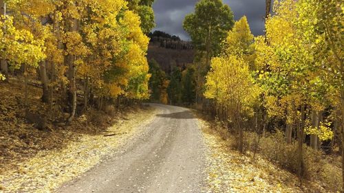 Empty road along trees