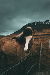 View of a horse on field