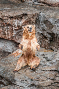 Portrait of squirrel on rock