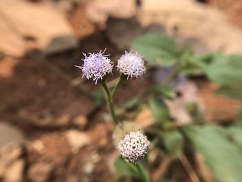 Close-up of purple flowering plant