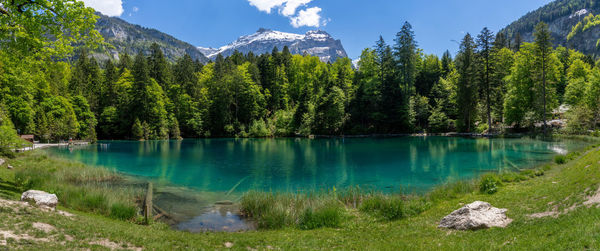 Scenic view of lake in forest