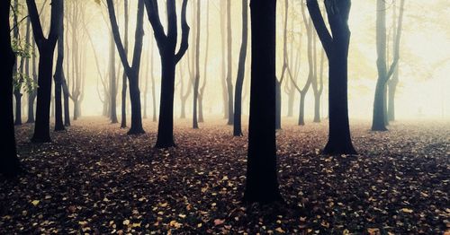 Trees in forest