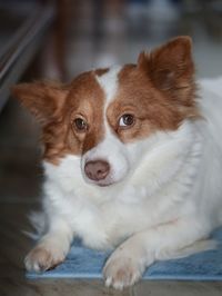 Close-up portrait of dog