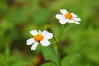 Close-up of white daisy flower on field