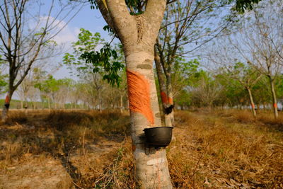 Built structure on field against trees