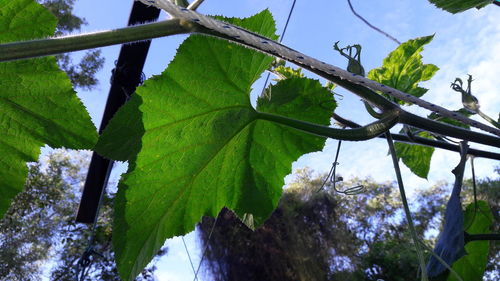 Low angle view of tree against sky