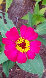 Close-up of pink flower blooming outdoors