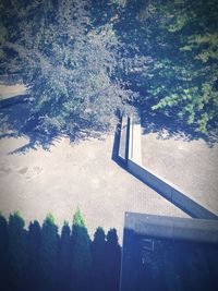 Trees growing on railing