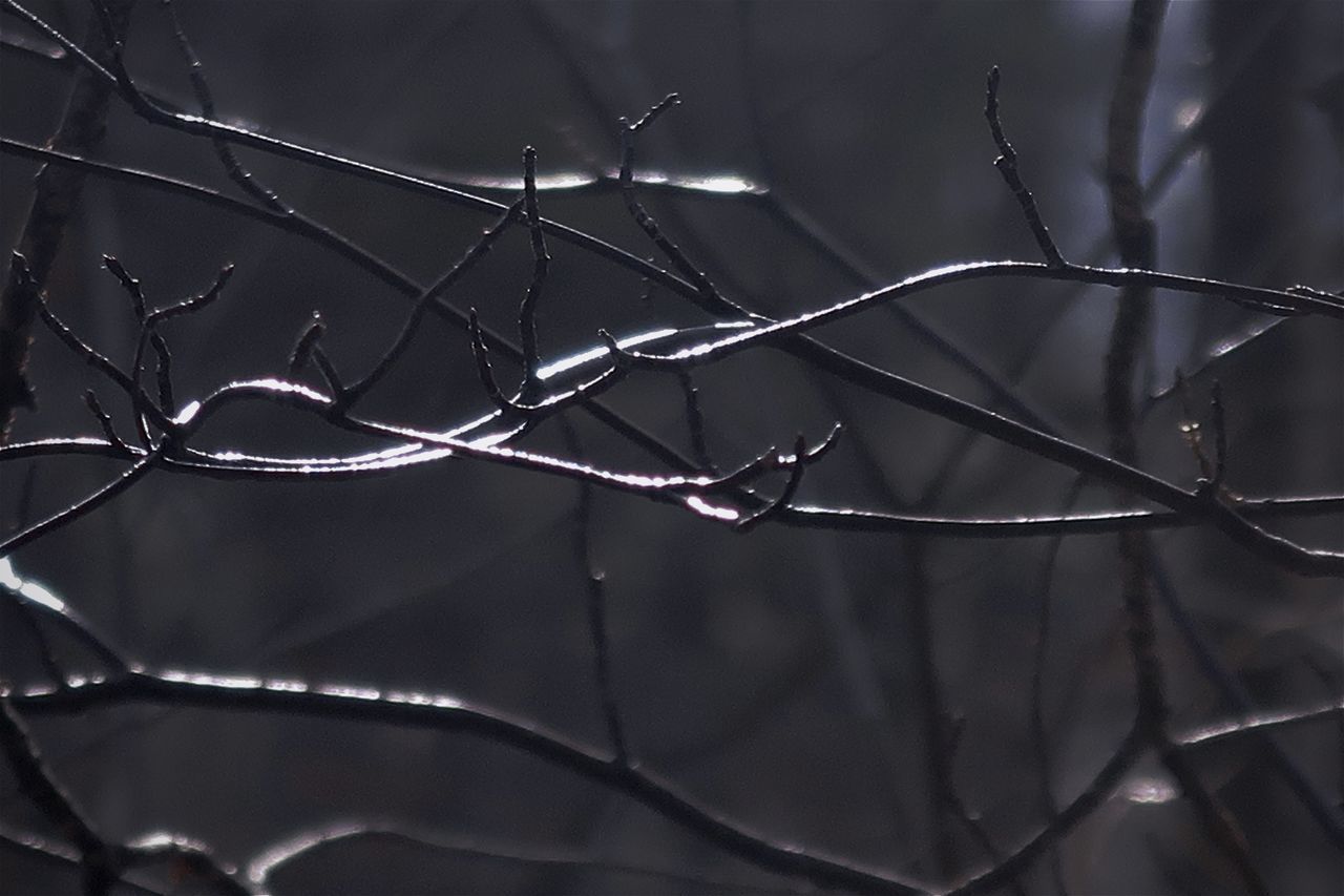 CLOSE-UP OF RAINDROPS ON TWIG