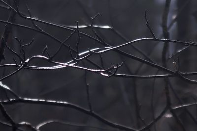 Close-up of wet bare tree during rainy season