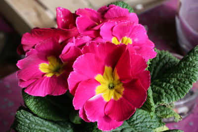 Close-up of pink flowers blooming outdoors