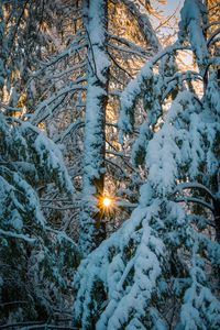 Snow covered trees in sunlight