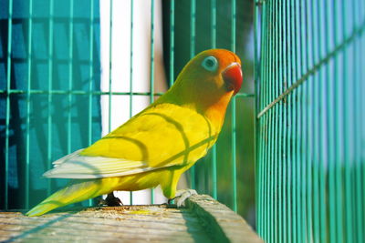 Close-up of parrot perching in cage