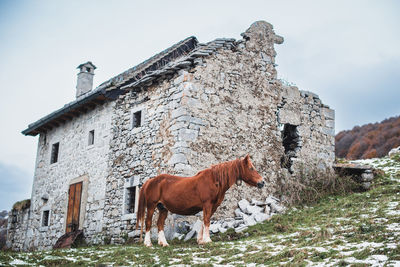 Horse standing on mountain