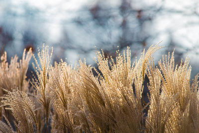 Close-up of plants growing on field against sky