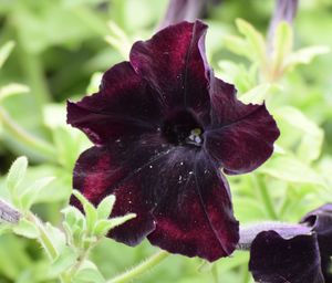 Close-up of flower blooming outdoors